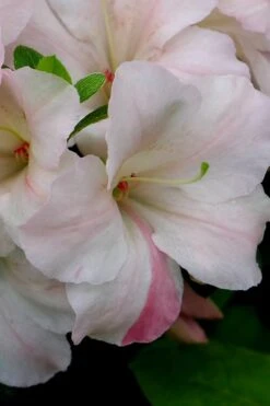 Sir Robert Dwarf Azalea - 6 Pack Of 1 Gallon Pots -Wilson Bros Gardens Azalea Sir Robert 5