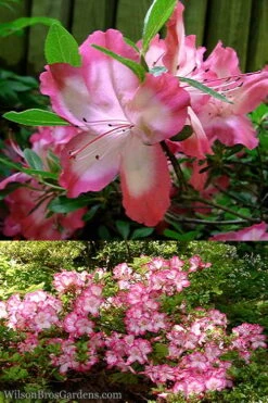 Vibrant Azalea (Harris Hybrid) - 3 Gallon Pot 9 Vibrant Azalea (Harris Hybrid) - 3 Gallon Pot -Wilson Bros Gardens Azalea Vibrant 2