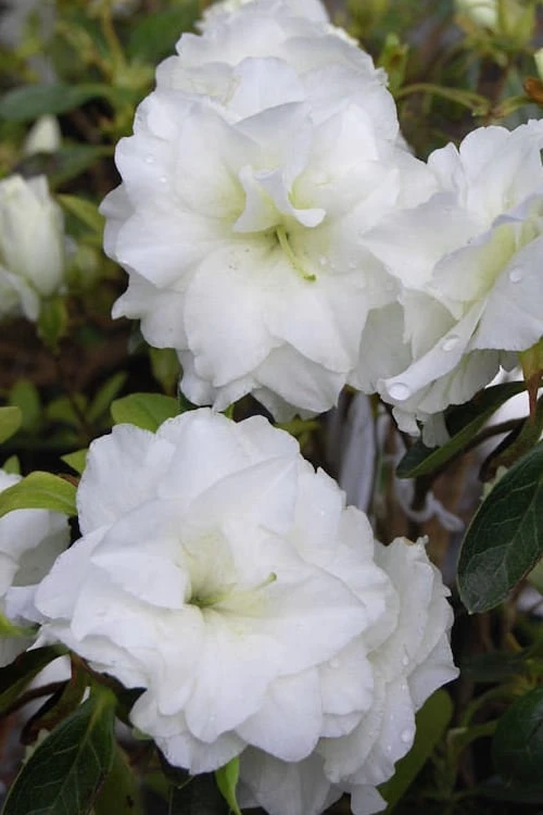 White Rosebud Azalea - 6 Pack Of 1 Gallon Pots 3 White Rosebud Azalea - 6 Pack Of 1 Gallon Pots