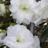 White Rosebud Azalea - 1 Gallon Pot -Wilson Bros Gardens Azalea White Rosebud 3
