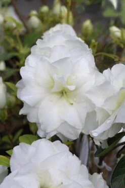 White Rosebud Azalea - 6 Pack Of 1 Gallon Pots 10 White Rosebud Azalea - 6 Pack Of 1 Gallon Pots -Wilson Bros Gardens Azalea White Rosebud 4 1