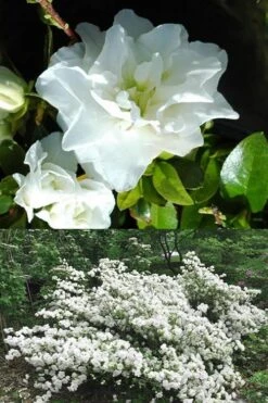 White Rosebud Azalea - 6 Pack Of 1 Gallon Pots 11 White Rosebud Azalea - 6 Pack Of 1 Gallon Pots -Wilson Bros Gardens Azalea White Rosebud 5 1