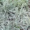 Aztec Grass (Liriope Muscari) - 10 Pack Of Pint Pots -Wilson Bros Gardens Aztec Grass 500x750 1
