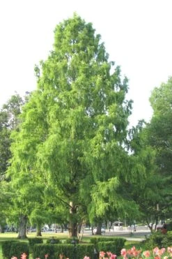Bald Cypress - Taxodium Distichum - 5 Gallon Pot -Wilson Bros Gardens Bald Cypress 3