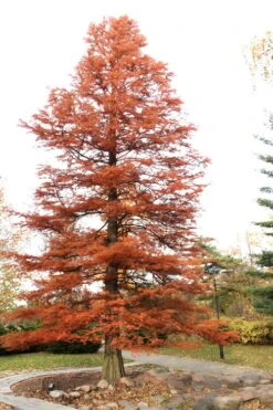 Bald Cypress - Taxodium Distichum - 5 Gallon Pot -Wilson Bros Gardens Bald Cypress 4