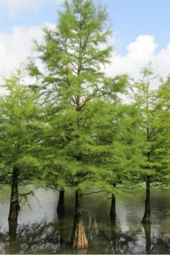 Bald Cypress - Taxodium Distichum - 5 Gallon Pot -Wilson Bros Gardens Bald Cypress 5