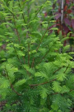 Bald Cypress - Taxodium Distichum - 5 Gallon Pot -Wilson Bros Gardens Bald Cypress 8