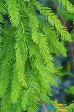 Bald Cypress - Taxodium Distichum - 5 Gallon Pot -Wilson Bros Gardens Bald Cypress 9