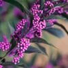 Pearl Glam Beautyberry - Callicarpa - 1 Gallon Pot -Wilson Bros Gardens Beautyberry Pearl Glam 3