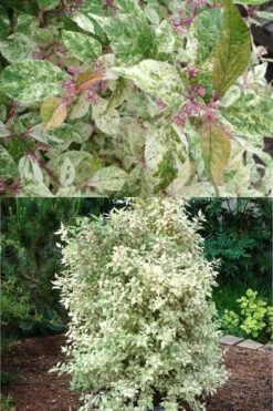 Wine Spritzer Variegated Beautyberry - Callicarpa Dichotoma 'Shiji Murasaki' - 3 Gallon Pot -Wilson Bros Gardens Beautyberry Wine Spritzer 2 500x750 1