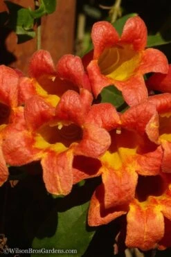 Tangerine Beauty Crossvine Bignonia - 6 Pack Of 1 Gallon Pots 15 Tangerine Beauty Crossvine Bignonia - 6 Pack Of 1 Gallon Pots -Wilson Bros Gardens Bignonia Tangerine Beauty 20