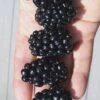 Apache Thornless Blackberry - 3 Gallon Pot -Wilson Bros Gardens Blackberry Apache In hand 500x750 1
