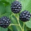 Natchez Thornless Blackberry - 3 Gallon Pot -Wilson Bros Gardens Blackberry Natchez BS