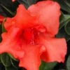 Orange Frost Bloom 'N Again Azalea - 1 Gallon Pot -Wilson Bros Gardens Bloom N Again Orange Frost 1 500x750 1
