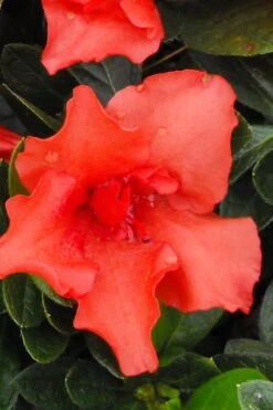 Orange Frost Bloom 'N Again Azalea - 1 Gallon Pot