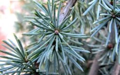 Horstmann Dwarf Blue Atlas Cedar - 3 Gallon Pot -Wilson Bros Gardens Blue Atlas Cedar Needles Foliage leaves 1