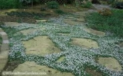 Blue Star Creeper (Laurentia Fluviatilis) - 18 Pack Of Pint Pots -Wilson Bros Gardens Blue Star Creeper 20