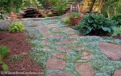 Blue Star Creeper (Laurentia Fluviatilis) - 18 Pack Of Pint Pots -Wilson Bros Gardens Blue Star Creeper 21