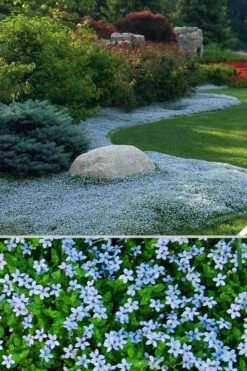Blue Star Creeper (Laurentia Fluviatilis) - 18 Pack Of Pint Pots -Wilson Bros Gardens Blue Star Creeper 24