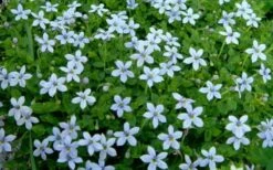 Blue Star Creeper (Laurentia Fluviatilis) - 18 Pack Of Pint Pots -Wilson Bros Gardens Blue Star Creeper Laurentia 1