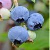 Alapaha Rabbiteye Blueberry - 1 Gallon Pot -Wilson Bros Gardens Blueberry Alapaha 3