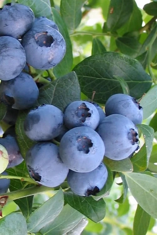 Bless Your Heart Rabbiteye Blueberry - 1 Gallon Pot 3 Bless Your Heart Rabbiteye Blueberry - 1 Gallon Pot