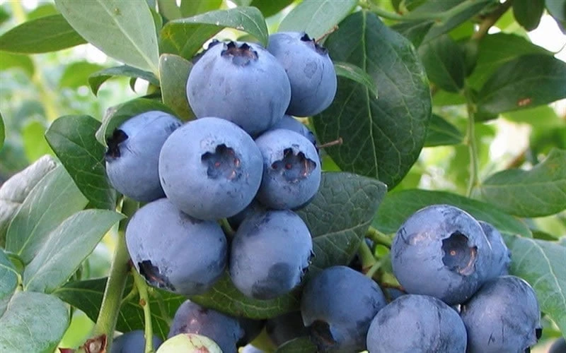 Bless Your Heart Rabbiteye Blueberry - 1 Gallon Pot 6 Bless Your Heart Rabbiteye Blueberry - 1 Gallon Pot - Image 4