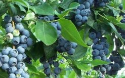 Premier Rabbiteye Blueberry - 7 Gallon Pot -Wilson Bros Gardens Blueberry Bush Premier