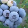 Legacy Highbush Blueberry - 6 Pack Of 1 Gallon Pots 1 Legacy Highbush Blueberry - 6 Pack Of 1 Gallon Pots -Wilson Bros Gardens Blueberry Legacy Highbush 1 1