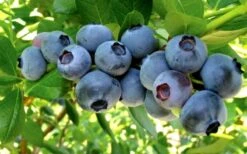 Misty Southern Highbush Blueberry - 3 Gallon Pot -Wilson Bros Gardens Blueberry Misty
