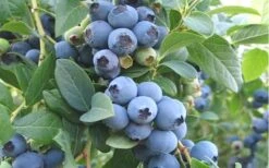 Ochlockonee Rabbiteye Blueberry - 3 Gallon Pot -Wilson Bros Gardens Blueberry Ochlockonee