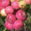 Pink Lemonade Blueberry - 1 Gallon Pot -Wilson Bros Gardens Blueberry Pink Lemonade 8 1