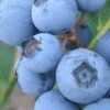 Premier Rabbiteye Blueberry - 3 Gallon Pot -Wilson Bros Gardens Blueberry Rabbiteye BS 2