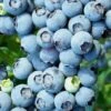 Brightwell Rabbiteye Blueberry - 3 Gallon Pot 1 Brightwell Rabbiteye Blueberry - 3 Gallon Pot -Wilson Bros Gardens Blueberry Rabbiteye Brightwell 500x750 2