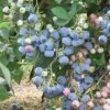 Ochlockonee Rabbiteye Blueberry - 3 Gallon Pot -Wilson Bros Gardens Blueberry Rabbiteye Ochlockonee 500x750 1