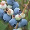 Powderblue Rabbiteye Blueberry - 1 Gallon Pot -Wilson Bros Gardens Blueberry Rabbiteye Powder Blue 500x750 2