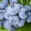 Vernon Rabbiteye Blueberry - 1 Gallon Pot 2 Vernon Rabbiteye Blueberry - 1 Gallon Pot -Wilson Bros Gardens Blueberry Rabbiteye Vernon 500x750 1