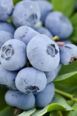 Takes The Cake Rabbiteye Blueberry Bush - 1 Gallon Pot