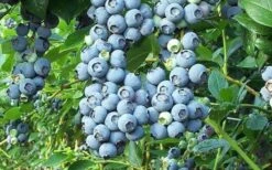 Tifblue Rabbiteye Blueberry - 2.5 Quart Pot -Wilson Bros Gardens Blueberry Tifblue 2
