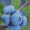 Tifblue Rabbiteye Blueberry - 2.5 Quart Pot -Wilson Bros Gardens Blueberry Tifblue Rev 500x750 3