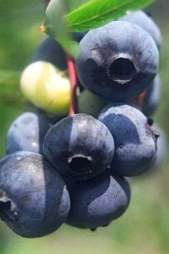 Titan Blueberry - 1 Gallon Pot 11 Titan Blueberry - 1 Gallon Pot -Wilson Bros Gardens Blueberry Titan 12