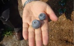 Titan Blueberry - 1 Gallon Pot 12 Titan Blueberry - 1 Gallon Pot -Wilson Bros Gardens Blueberry Titan