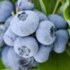 Woodard Rabbiteye Blueberry - 1 Gallon Pot -Wilson Bros Gardens Blueberry Woodard 500x750 1