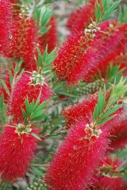 Red Cluster Bottlebrush Tree - 3 Gallon Pot -Wilson Bros Gardens Bottlebrush Red Cluster 500x750 1