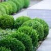 Baby Gem Boxwood - 2 Gallon Pot -Wilson Bros Gardens Boxwood Baby Gem 500x750 3