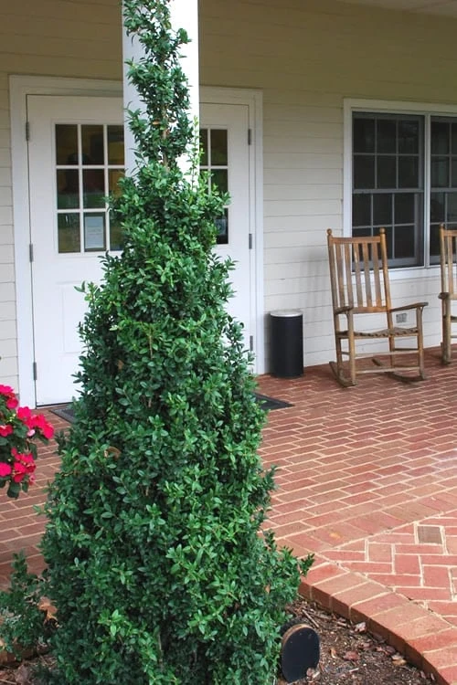 Dee Runk Columnar Boxwood - 3 Gallon Pot 3 Dee Runk Columnar Boxwood - 3 Gallon Pot