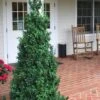 Dee Runk Columnar Boxwood - 6 Pack Of 1 Gallon Pots -Wilson Bros Gardens Boxwood Dee Runk 1 500x750 4
