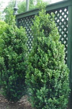 Dee Runk Columnar Boxwood - 2 Gallon Pot -Wilson Bros Gardens Boxwood Dee Runk 2 500x750 3