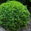 Dwarf English Boxwood - 1 Gallon Pot -Wilson Bros Gardens Boxwood Dwarf English 1 1