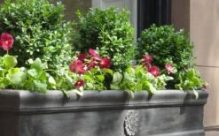 Dwarf English Boxwood - 1 Gallon Pot 11 Dwarf English Boxwood - 1 Gallon Pot -Wilson Bros Gardens Boxwood Dwarf English 2 1